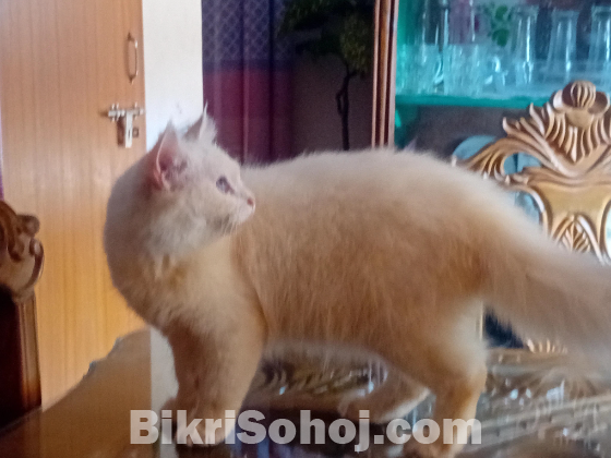 পার্সিয়ান বিড়াল ২টি